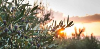 Europa | La UE toma medidas para simplificar las normas agrícolas y ayudar a los agricultores a competir