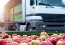 India confía en el sistema chileno y autoriza tratamiento de frío en tránsito para fruta nacional India confía en el sistema chileno y autoriza tratamiento de frío en tránsito para fruta nacional