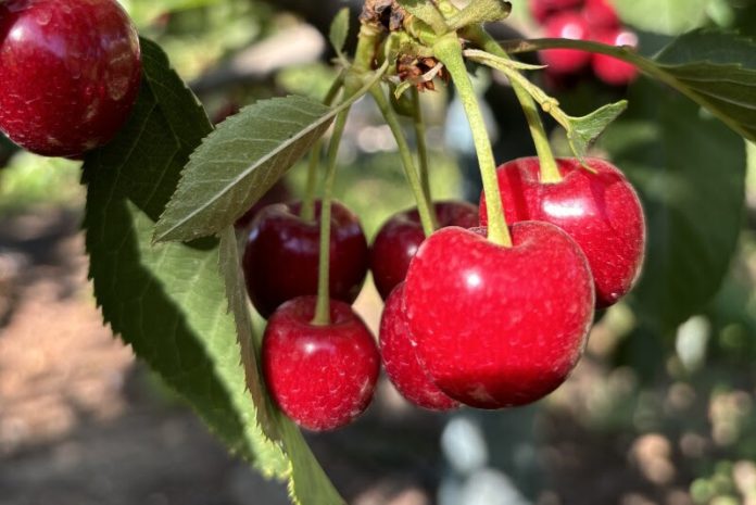unnamed (78) Las exportaciones de fruta de Chile se mantienen fuertes durante el invierno en Estados Unidos