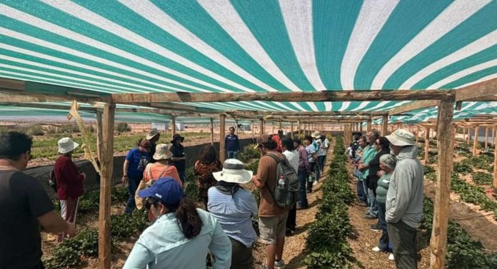 Agricultores familiares visitan primeros faros agroecológicos en la región de Atacama