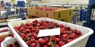 Argentina | Aseguran que nueva ruta Shanghai–Buenos Aires favorece al comercio internacional