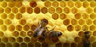 Argentina | El eslabón invisible de la miel ya tiene mapa en Córdoba