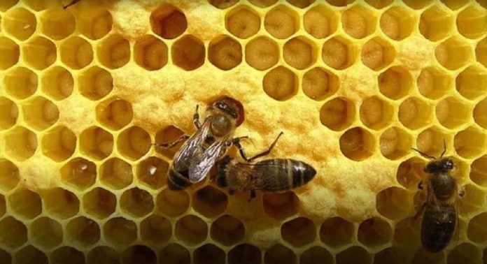 Argentina | El eslabón invisible de la miel ya tiene mapa en Córdoba Argentina | El eslabón invisible de la miel ya tiene mapa en Córdoba