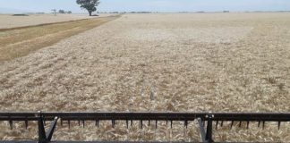 Argentina El trigo sigue asombrando en su avance