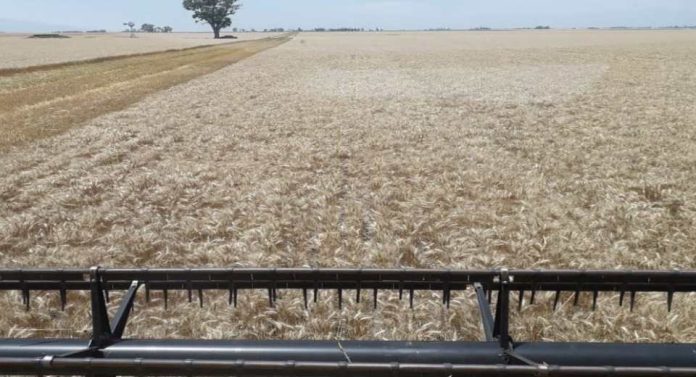 Argentina El trigo sigue asombrando en su avance