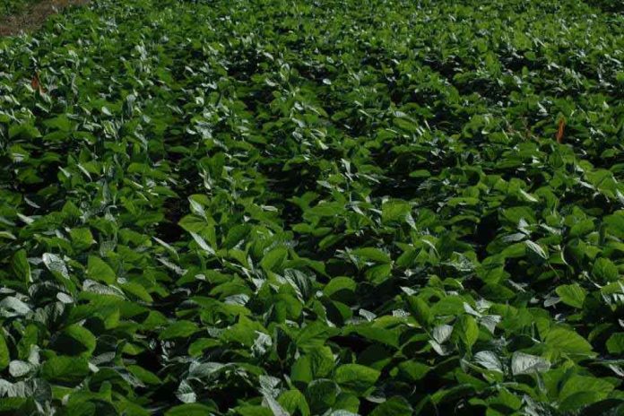 Argentina | Genotipos de soja pueden rendir más si se realiza una fertilización adecuada Argentina | Genotipos de soja pueden rendir más si se realiza una fertilización adecuada