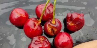 Argentina Valle Medio en crisis la severa tormenta de granizo y sus consecuencias para la producción