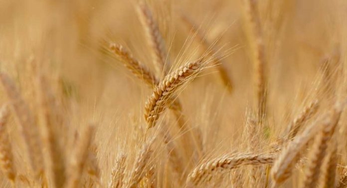 Boletín Cereales – Edición diciembre 2025