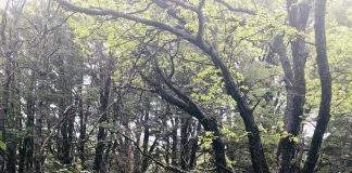 CONAF actualizó el Catastro Vegetacional y uso de la tierra en cinco regiones del país durante el 2025