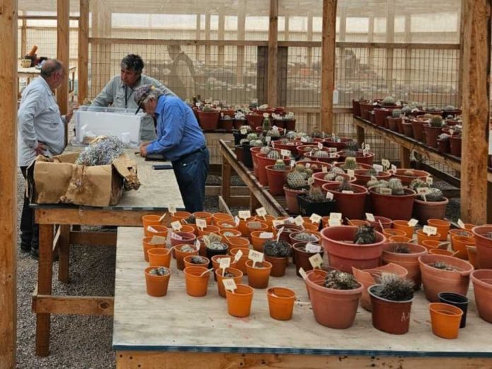 CONAF decomisa sobre 300 cactáceas en fiscalizaciones realizadas a nivel nacional CONAF decomisa sobre 300 cactáceas en fiscalizaciones realizadas a nivel nacional