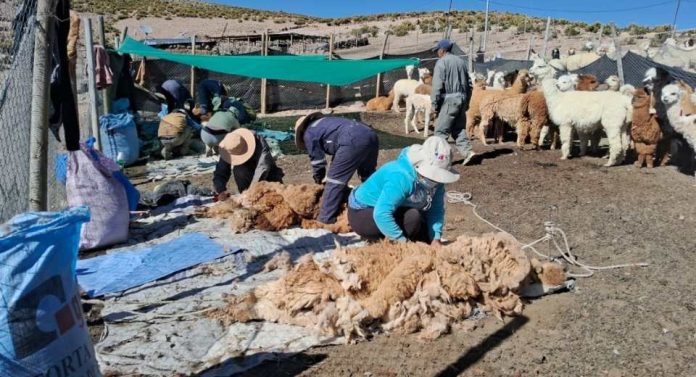 CONAF fortalece a comunidades de la Reserva de Biósfera Lauca con capacitación y trabajo local