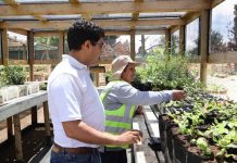 CONAF impulsa producción de plantas nativas a través del Programa de Emergencia de Empleo en Cañete CONAF impulsa producción de plantas nativas a través del Programa de Emergencia de Empleo en Cañete