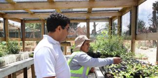 CONAF impulsa producción de plantas nativas a través del Programa de Emergencia de Empleo en Cañete