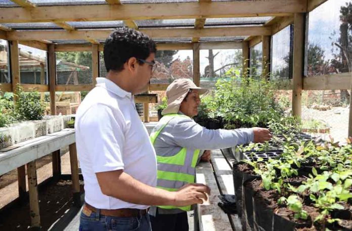 CONAF impulsa producción de plantas nativas a través del Programa de Emergencia de Empleo en Cañete CONAF impulsa producción de plantas nativas a través del Programa de Emergencia de Empleo en Cañete