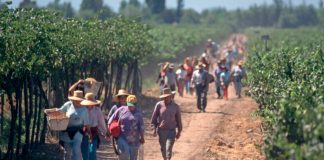 Cerca de 100 mil visas laborales se han otorgado a trabajadores bolivianos y se reabre debate migratorio en el sector agrícola