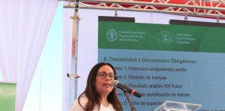 Chile y Argentina unen fuerzas contra la mosca de alas manchadas: FDF lidera la batalla con la Técnica del Insecto Estéril (TIE)