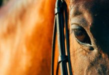 Peregrinación a Lo Vásquez: Colegio Médico Veterinario entrega recomendaciones para el bienestar de los equinos