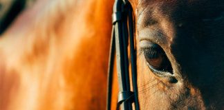 Peregrinación a Lo Vásquez: Colegio Médico Veterinario entrega recomendaciones para el bienestar de los equinos