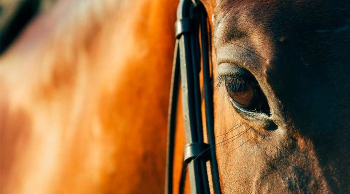 Peregrinación a Lo Vásquez: Colegio Médico Veterinario entrega recomendaciones para el bienestar de los equinos Peregrinación a Lo Vásquez: Colegio Médico Veterinario entrega recomendaciones para el bienestar de los equinos