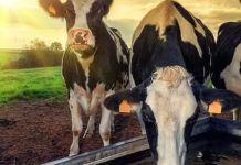 Colombia Aprenda a reducir la huella hídrica en su producción ganadera