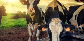 Colombia Aprenda a reducir la huella hídrica en su producción ganadera