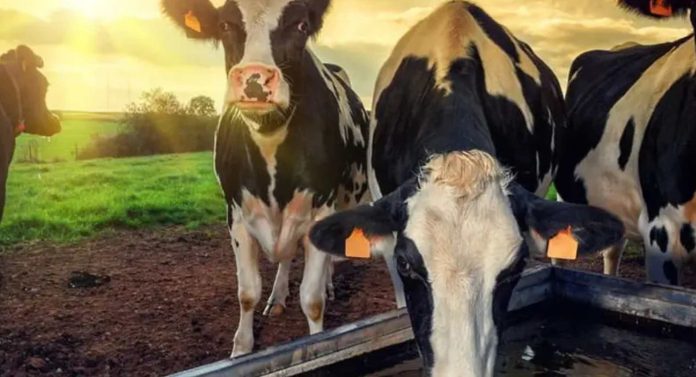 Colombia Aprenda a reducir la huella hídrica en su producción ganadera Colombia Aprenda a reducir la huella hídrica en su producción ganadera