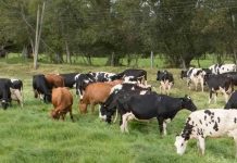 Colombia | Boyacá avanza en ganadería sostenible con acuerdo de Fedegán-FNG y Secretaría de Agricultura