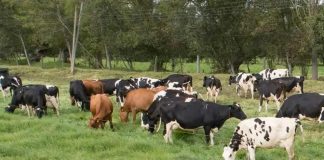 Colombia | Boyacá avanza en ganadería sostenible con acuerdo de Fedegán-FNG y Secretaría de Agricultura