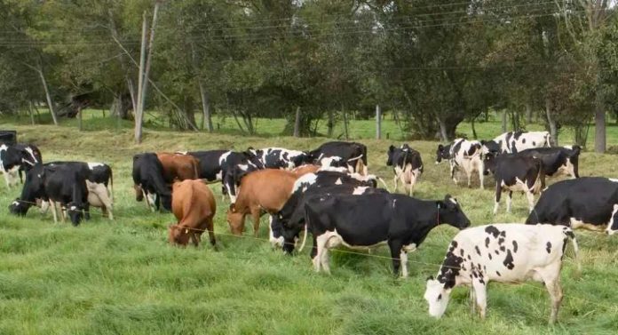 Colombia Boyacá avanza en ganadería sostenible con acuerdo de Fedegán-FNG y Secretaría de Agricultura Colombia | Boyacá avanza en ganadería sostenible con acuerdo de Fedegán-FNG y Secretaría de Agricultura