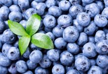 Corea desplaza a EE.UU. como principal destino de arándanos chilenos en inicio de temporada anticipada