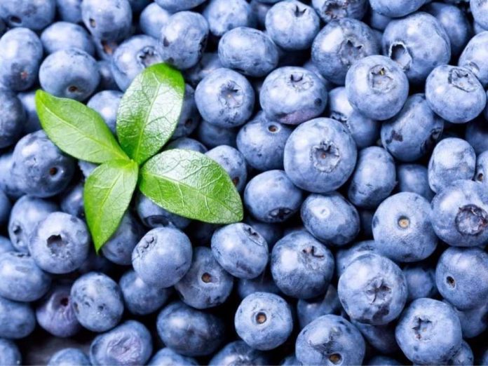 Corea desplaza a EE.UU. como principal destino de arándanos chilenos en inicio de temporada anticipada Corea desplaza a EE.UU. como principal destino de arándanos chilenos en inicio de temporada anticipada