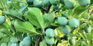 Dos miradas a los huertos, para una temporada que se vislumbra auspiciosa en 2026