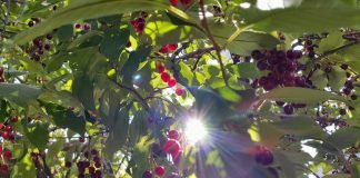 El verano de los cultivos combatiendo las plagas en medio del calor y la falta de agua