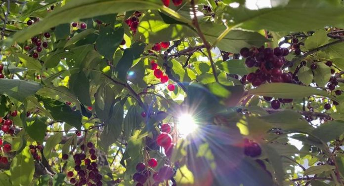 El verano de los cultivos combatiendo las plagas en medio del calor y la falta de agua El verano de los cultivos combatiendo las plagas en medio del calor y la falta de agua