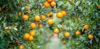 España Andalucía lidera la producción nacional de cítricos ecológicos