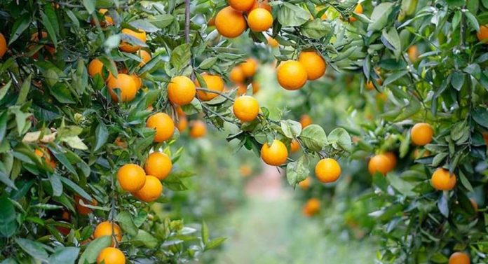 España Andalucía lidera la producción nacional de cítricos ecológicos España Andalucía lidera la producción nacional de cítricos ecológicos