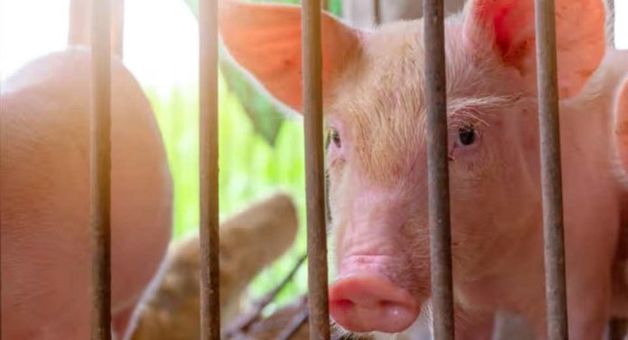 España El sector porcino español bajo presión ante el resurgimiento de la peste porcina africana España El sector porcino español bajo presión ante el resurgimiento de la peste porcina africana