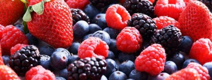 España | Freshuelva prevé un ligero incremento del 1% en la superficie de berries para la campaña 2026