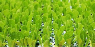 España | Los países de la UE respaldan actualizar las normas sobre material reproductivo vegetal