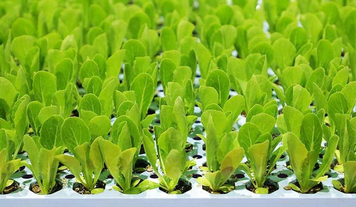 España | Los países de la UE respaldan actualizar las normas sobre material reproductivo vegetal