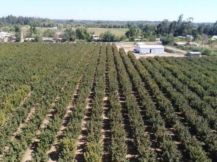 Estudio INIA-UdeC busca mejorar calidad del suelo en cultivos de avellano europeo