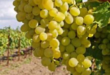 Europa Las importaciones de uva de China siguen disminuyendo a medida que mejora la producción nacional