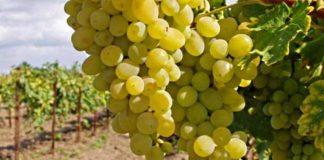 Europa Las importaciones de uva de China siguen disminuyendo a medida que mejora la producción nacional