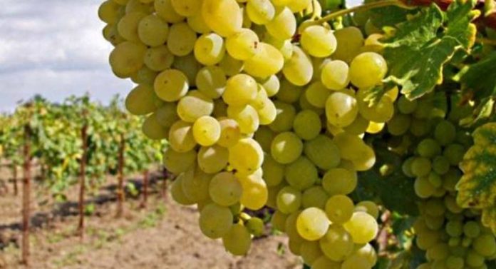 Europa Las importaciones de uva de China siguen disminuyendo a medida que mejora la producción nacional Europa Las importaciones de uva de China siguen disminuyendo a medida que mejora la producción nacional