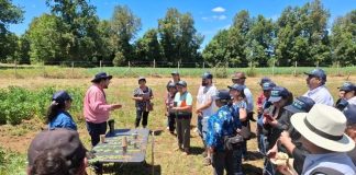 Exitoso día de campo abordó la producción de trigo, quínoa y legumbres para la soberanía alimentaria en Los Ríos