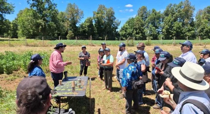 Exitoso día de campo abordó la producción de trigo, quínoa y legumbres para la soberanía alimentaria en Los Ríos Exitoso día de campo abordó la producción de trigo, quínoa y legumbres para la soberanía alimentaria en Los Ríos