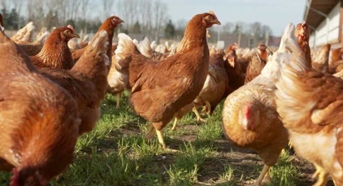 Exportaciones de pollo de Brasil 2025 aumentarían pese a restricciones por gripe aviar Exportaciones de pollo de Brasil 2025 aumentarían pese a restricciones por gripe aviar
