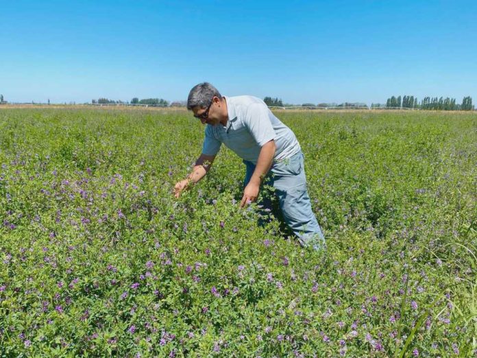 Fenotipado digital como una herramienta clave para seleccionar plantas