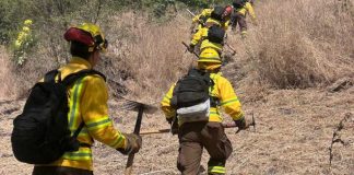 Gobierno despliega histórico plan de casi 5 mil km de cortafuegos para prevenir incendios forestales