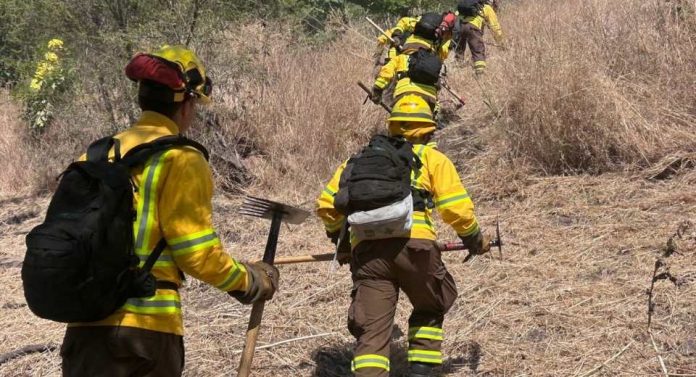 Gobierno despliega histórico plan de casi 5 mil km de cortafuegos para prevenir incendios forestales Gobierno despliega histórico plan de casi 5 mil km de cortafuegos para prevenir incendios forestales